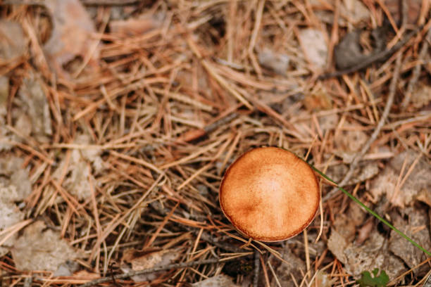 brown mushroom on dry leaves close