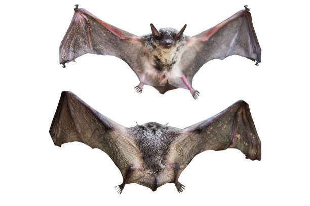 istock Front and back of Baby flying bat isolated on white 1157931267