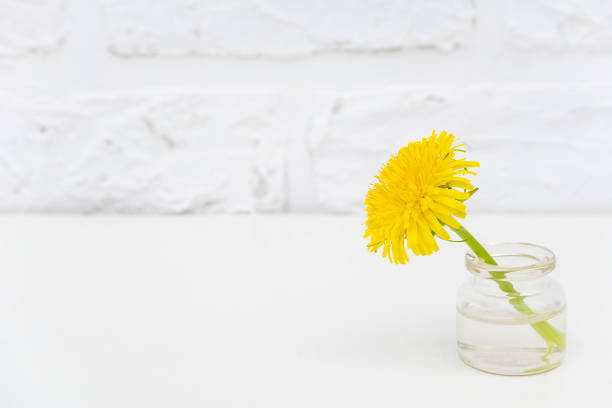 One yellow dandelion in bottle vase on table background white brick wall Copy space Minimal style. Template for postcard, text, design Concept Women's day, Mothers Day, Hello summer or Hello spring.