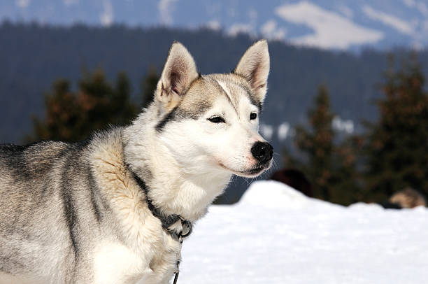 istock Nordic breed dog 115793223