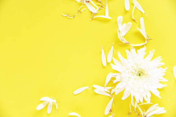 istock White chrysanthemum flower on yellow background 1157933637