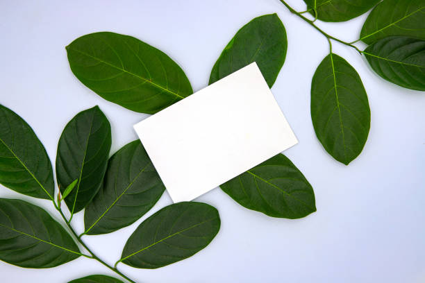 istock Green leaf ornament with blank card on white background. Summer leaf frame top view photo. 1157935090