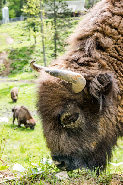 istock Endangered European bison (Bison bonasus) grazing on meadow 1157938787