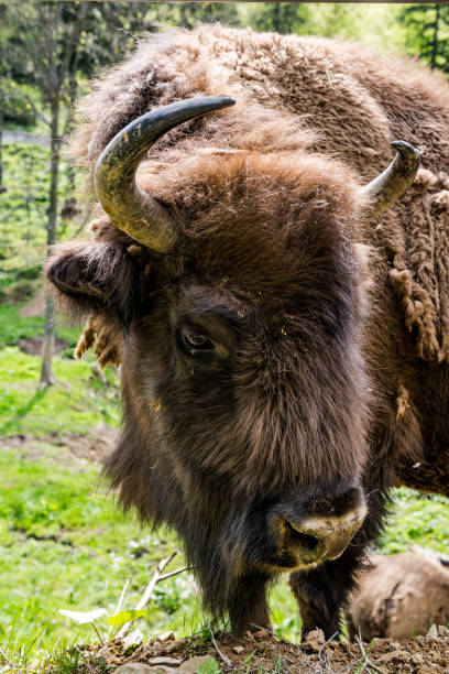 istock Endangered European bison (Bison bonasus) grazing on meadow 1157938855