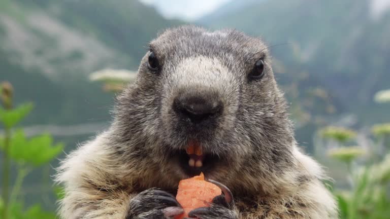 Cute marmot eating carrot on background of Furka Pass in Swiss Alps