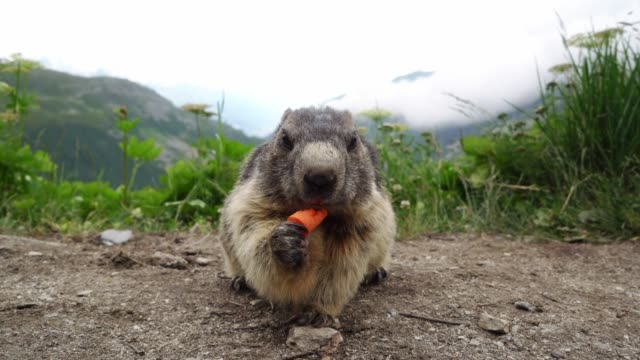 Marmot eating carrot on the background of Furkapass
