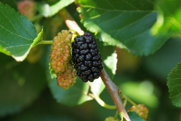 istock one big ripe black mulberry on a tree branch 1157940253