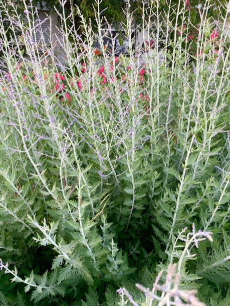 istock Long green plant in garden 1157940272