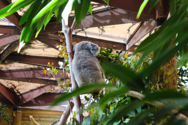 istock Leafs on the foreground, koala in the background. 1157940599