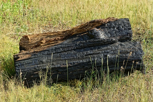 a large black burnt log of a tree lies in the grass in nature