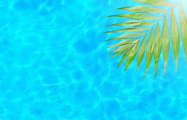 istock Swimming pool background texture with palm fragment, top view. Copy space. 1157940809