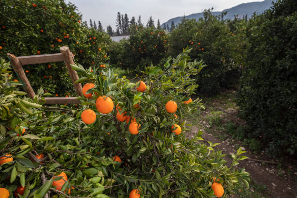 istock Orange Garden and Ladder 1157940872