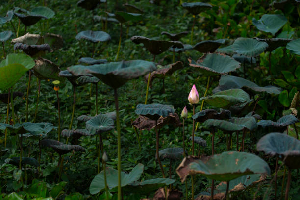 istock Lotus Flowers floating above the water. 1157941081