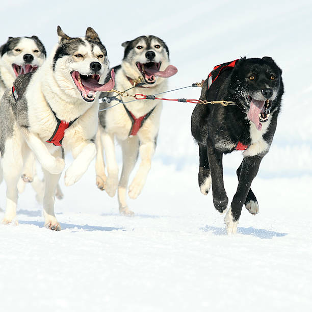 istock sports dogs 115794118