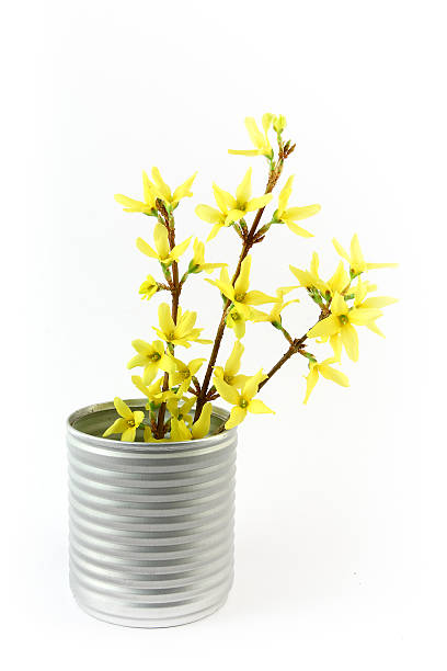 twigs of blooming forsythia stock photo