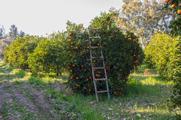 istock Orange Garden and Ladder 1157942252