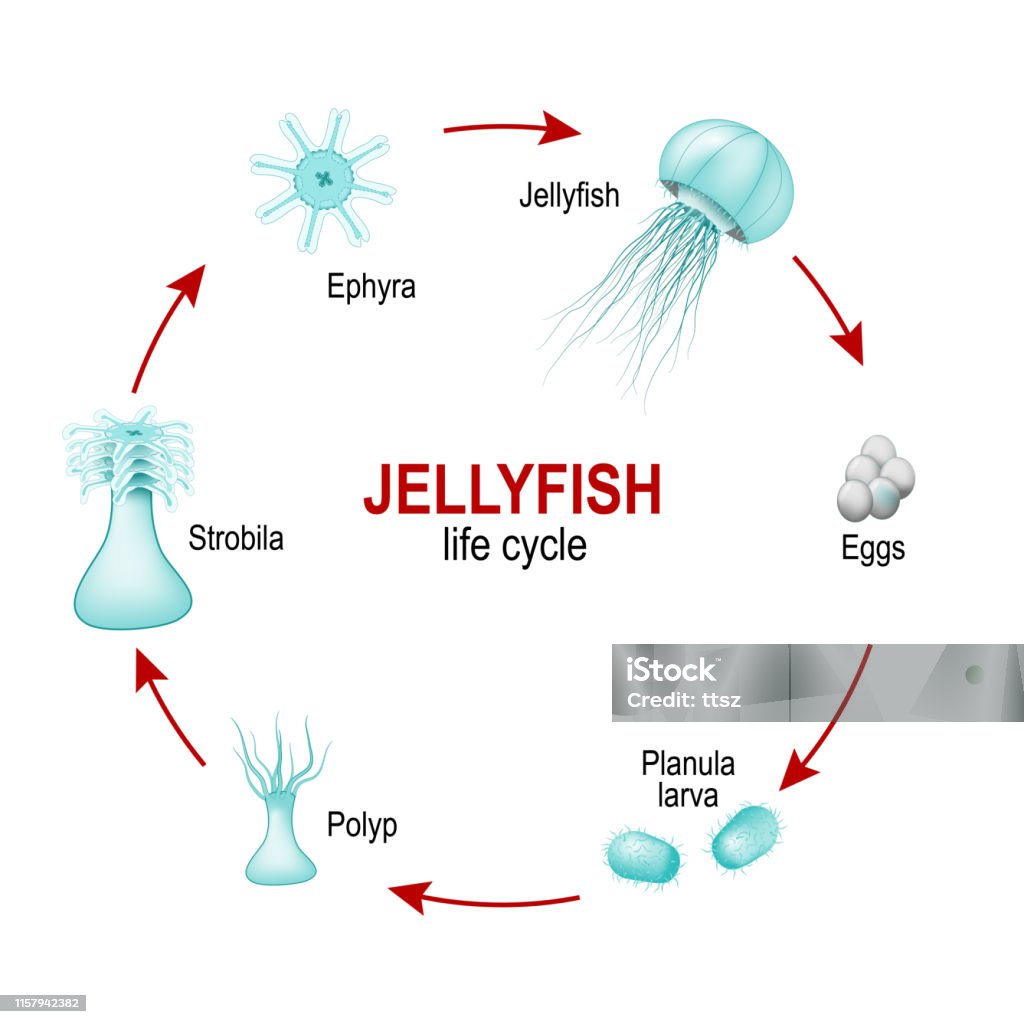 life cycle of jellyfish from eggs to larva, Polyp, Strobila and Ephyra. Moon jelly (Aurelia aurita). Moon jelly (Aurelia aurita). life cycle of jellyfish from eggs to larva, Polyp, Strobila and Ephyra. Jellyfish reproduce both sexually and asexually. One generation (medusa) reproduces sexually, next generation (polyp) reproduces asexually. Jellyfish stock vector