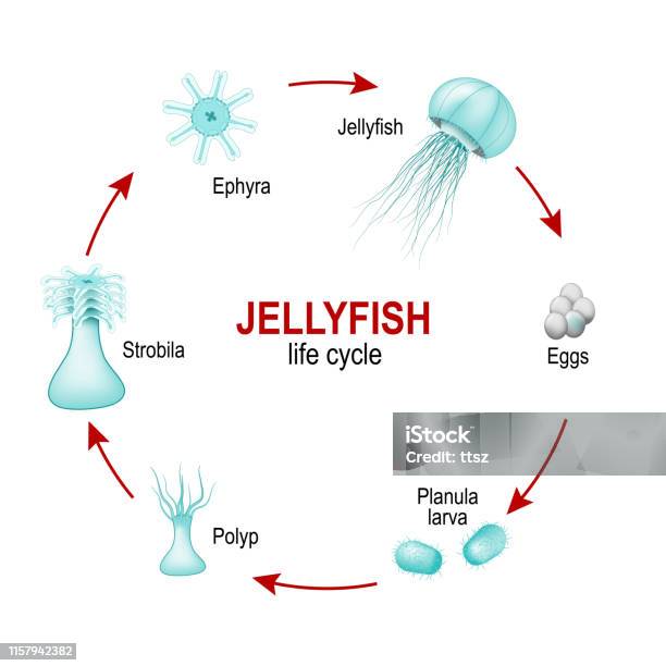 Life Cycle Of Jellyfish From Eggs To Larva Polyp Strobila And Ephyra Moon Jelly Stock Illustration - Download Image Now