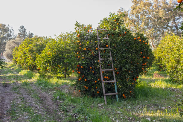 istock Orange Garden and Ladder 1157942420