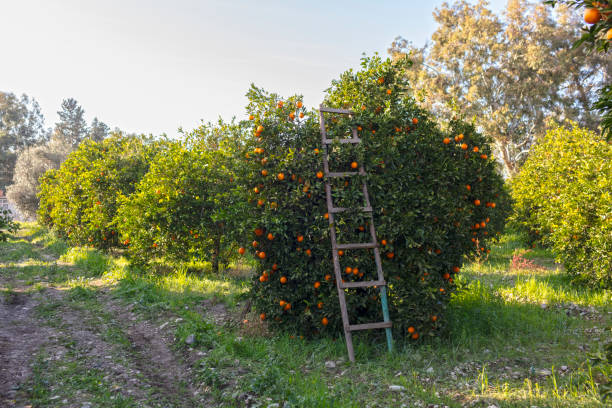 istock Orange Garden and Ladder 1157942512