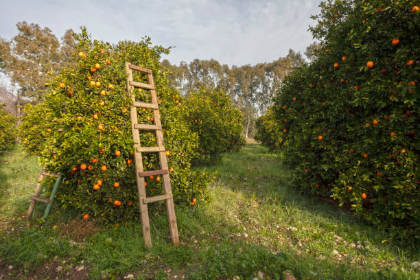 istock Orange Garden and Ladder 1157942687