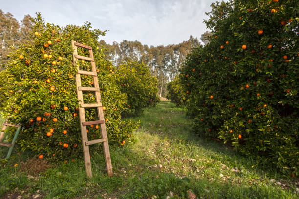 istock Orange Garden and Ladder 1157942781