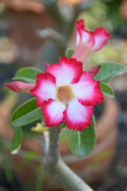 pink Adenium obesum flower in garden close up pink Adenium obesum flower in garden adenium obesum stock pictures, royalty-free photos & images