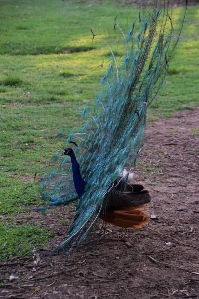 istock Peacock with open tail feathers side view savannah nature animals birds species 1157942955