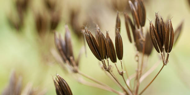 istock autumn plant with funny seeds 1157944764