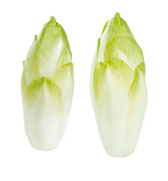 Two green chicory