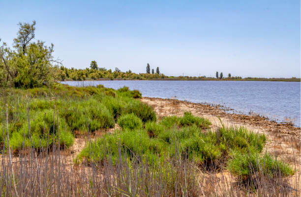 istock Camargue in France 1157946574