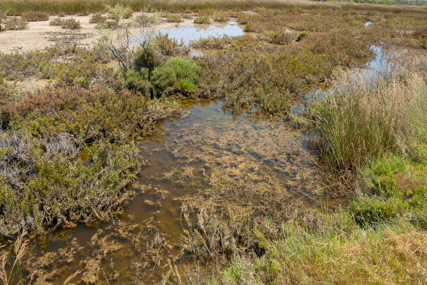 istock Camargue in France 1157946836