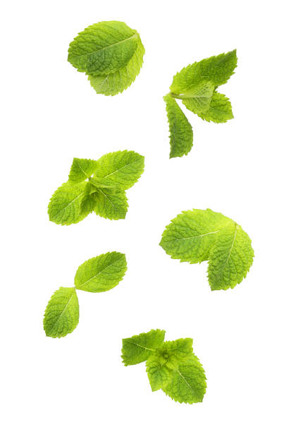 istock Green mint leaves isolated 1157946952
