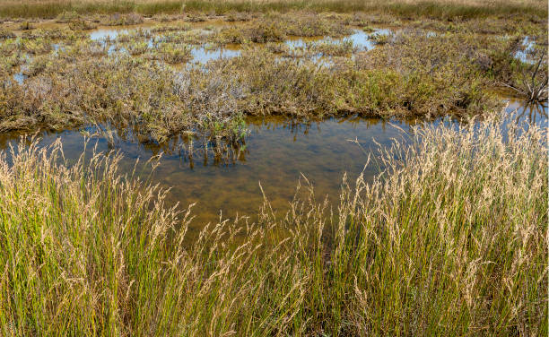 istock Camargue in France 1157947092