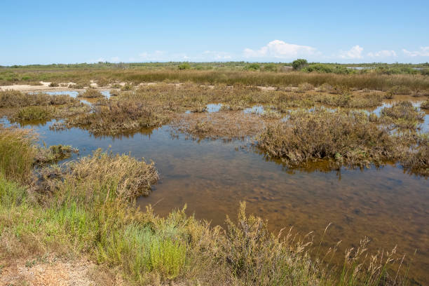 istock Camargue in France 1157948481