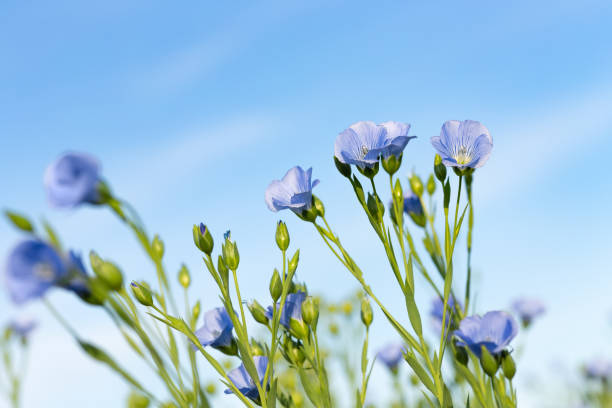 istock flax field with blue flowers 1157948997
