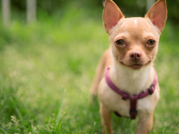 istock Little dog in the grass. 1157949638