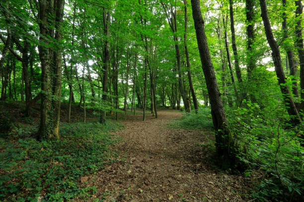 Photo of A path covered with dry leaves in the forest