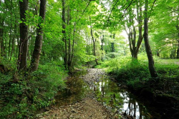 istock A path in the green forest and a stream 1157951239