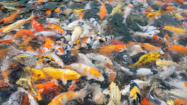 istock Colorful fancy carp fish, koi fish Background 1157951919