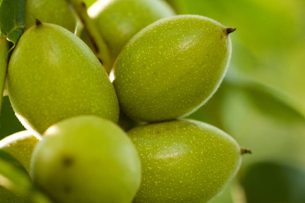 istock ripening green oval walnuts on a branch 1157952118