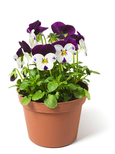 A picture of a pansy in a flower pot Flower pot with  pansies on white background pansy stock pictures, royalty-free photos & images