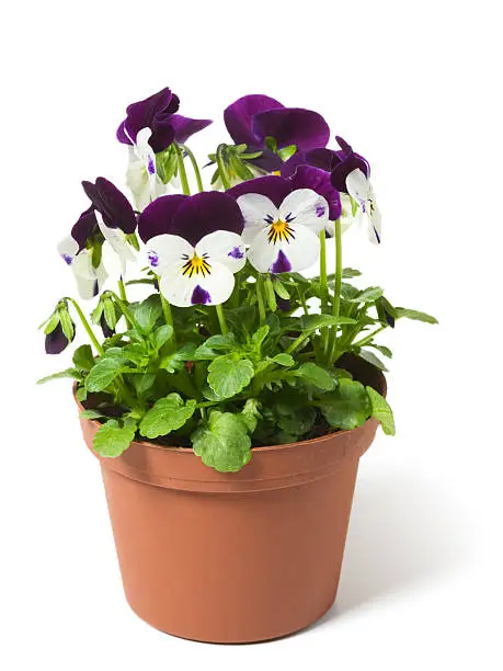 Flower pot with  pansies on white background