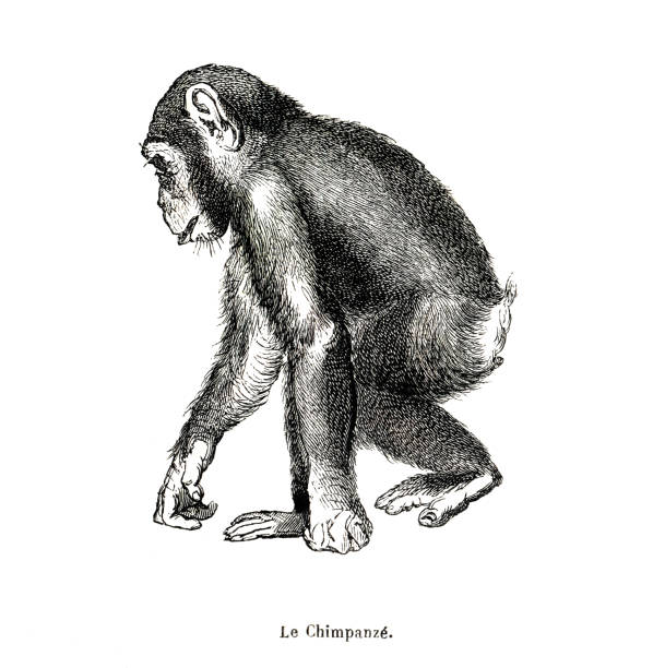 텍스처 페이퍼가 있는 침팬지 프렌치 식물 일러스트레이션 - 침팬지 stock illustrations