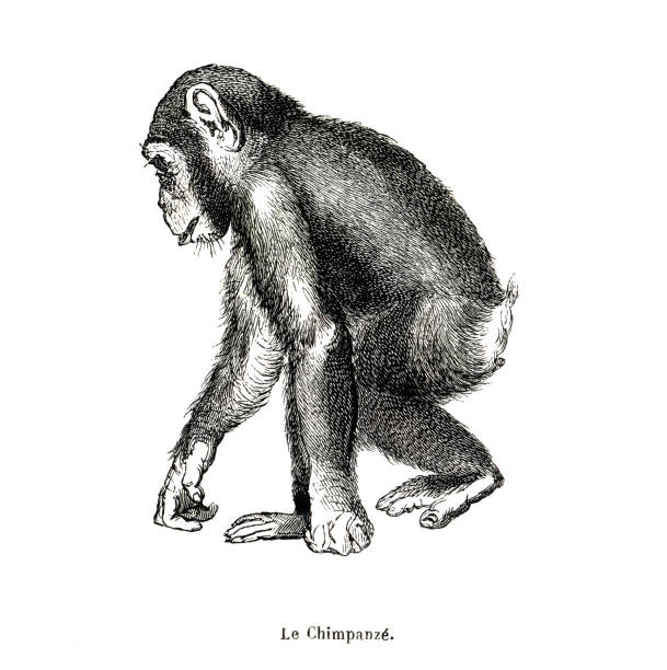 Chimpanzee french botanical illustration with texture paper monkey Vintage etching print on white background chimpanzee stock illustrations