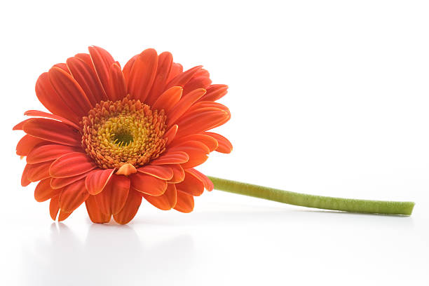 gerbera - flower single flower orange gerbera daisy fotografías e imágenes de stock