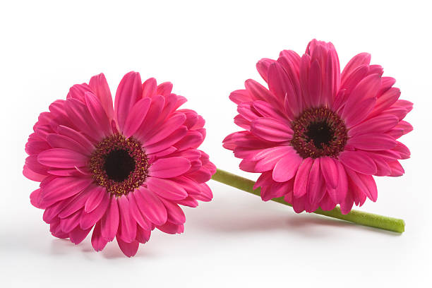 gerbera - gerbera daisy stem flower head pink stock-fotos und bilder
