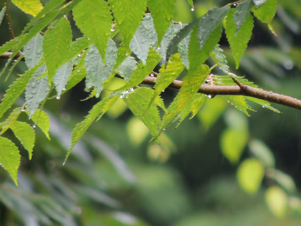 istock Leaves in the rain 1157956458