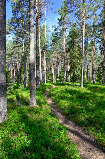 istock trail through a nature reserve in Sweden 1157957276