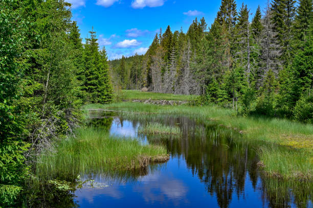 istock beaver dam in a beautiful setting in a Swedish forest 1157957287
